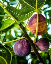 Black mission fig for sale  USA