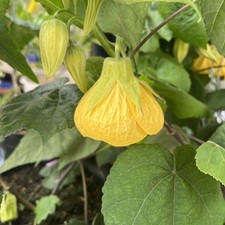 Abutilon canary bird for sale  HELSTON