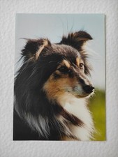 Sheltie hundepostkarte ak gebraucht kaufen  Borna
