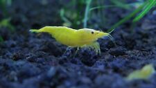 Neocaridina shrimp yellow for sale  Dacula