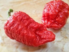 Genghis khan brain for sale  HEMEL HEMPSTEAD