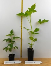 Double gold raspberry for sale  Albany