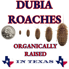Dubia roaches small for sale  Porter