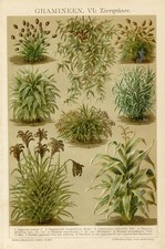1895 antica stampa usato  Pescara