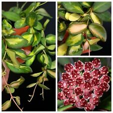hoya gracilis plant for sale hoya gracilis plant for sale NOTTINGHAM