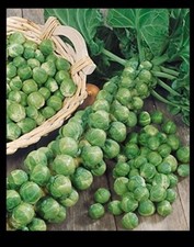 Brussels sprouts long for sale  Baltimore