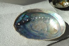 Abalone seeohr schnecke gebraucht kaufen  Glinde