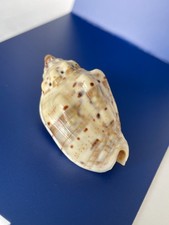 Seashell volute shell for sale  NEWCASTLE UPON TYNE