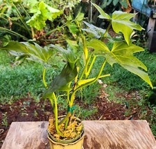 Philodendron radiatum plant for sale  Hollywood