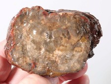Argentina petrified wood for sale  Polson