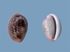 Triviidae niveria pacifica usato  Roma