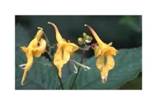 10x impatiens longiloba gebraucht kaufen  Pfullingen