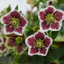 Hellebore romantic getaway for sale  Baldwinsville
