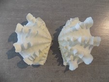 Shell new cardiidae d'occasion  Expédié en Belgium