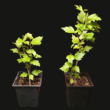 Rose sharon hibiscus for sale  Elkins