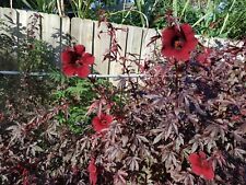 Live plant clippings for sale  Lakeland
