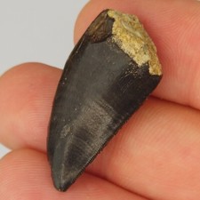 Allosaurus 1.22 tooth for sale  Rockledge