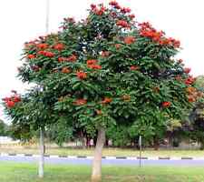 African tulip magnolia for sale  Lincolnton