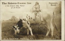 Holstein friesian cow for sale  South Portland