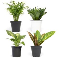 4.25 foliage. asst for sale  Miami