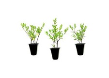 Gardenia radicans dwarf for sale  Brentwood