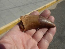 Dent fossilisee carcharodontos d'occasion  Saint-Girons