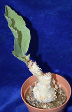 Cyphostemma sp. seed for sale  MILTON KEYNES