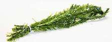 Oxygenating weed elodea for sale  MARKET RASEN