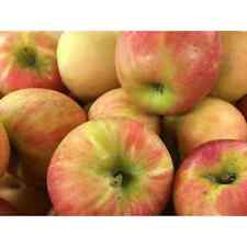 Dwarf honeycrisp apple for sale  Miami