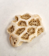 Natural coral fossil for sale  SUTTON COLDFIELD
