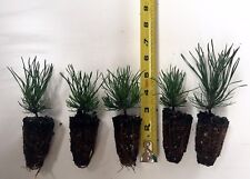 Mugo pine swiss for sale  Albany
