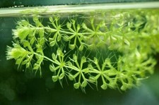 Semi aldrovanda vessiculosa usato  Italia