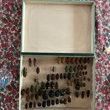 Cabinet curiosité entomologie d'occasion  Saint-Nom-la-Bretèche