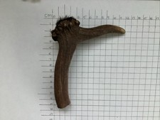 Deer antler walking for sale  BOGNOR REGIS