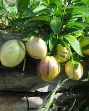 Pepino melon sweet for sale  Oakland