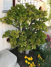 Jade plant cutting for sale  Long Beach