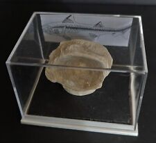 Fossile vertèbre requin d'occasion  Pont-l'Abbé-d'Arnoult