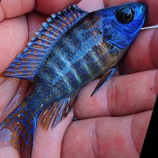 Blue regal hybrid for sale  Hollywood
