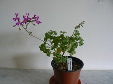 Pelargonium deerwood lavender for sale  HONITON