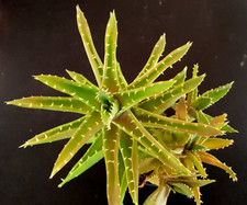 Aloe mitriformis 7cm for sale  NORWICH