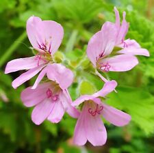 Pelargonium lemon scented for sale  LONDON