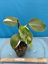 Philodendron white wizard for sale  San Francisco