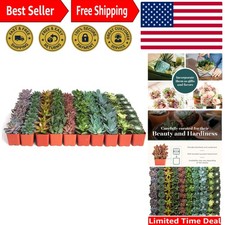 Assorted succulent plant for sale  Killeen