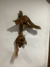 Stunning red squirrels for sale  CANONBIE