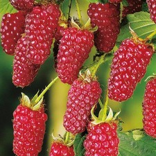 Tayberry buckingham plant for sale  GRIMSBY
