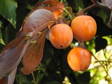Kaki chocolat plante d'occasion  Expédié en France