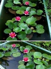 Rote zwergseerose wasserpflanz gebraucht kaufen  Kaiserslautern