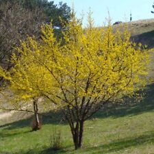 Cornus mas corniolo usato  Sonnino