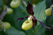 Cypripedium calceolus marienfr gebraucht kaufen  Feucht