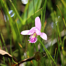 Pogonia phioglossoides moororc gebraucht kaufen  Kolbermoor